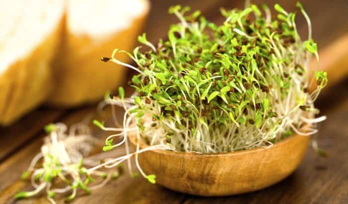 alfalfa sprouts