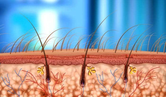 beard circulation illustration