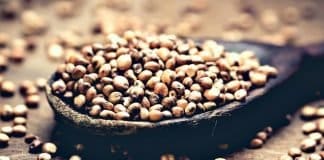 sorghum bicolor grains on a wooden spoon