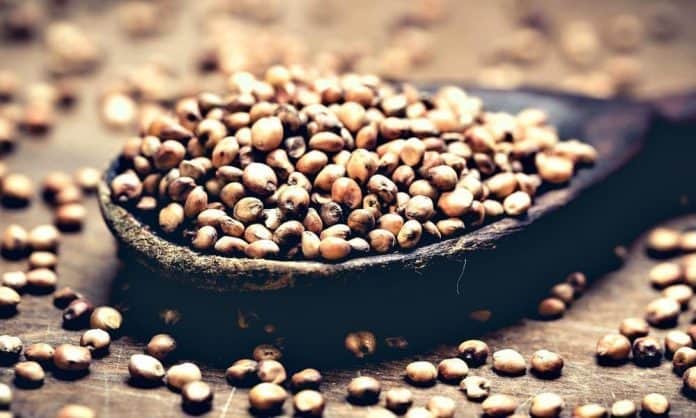 sorghum bicolor grains on a wooden spoon