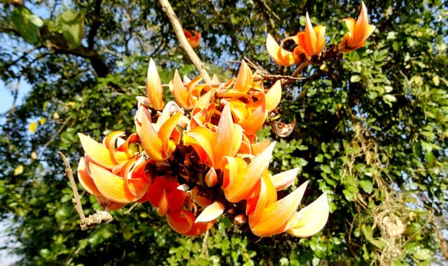 butea superba growing from a tree