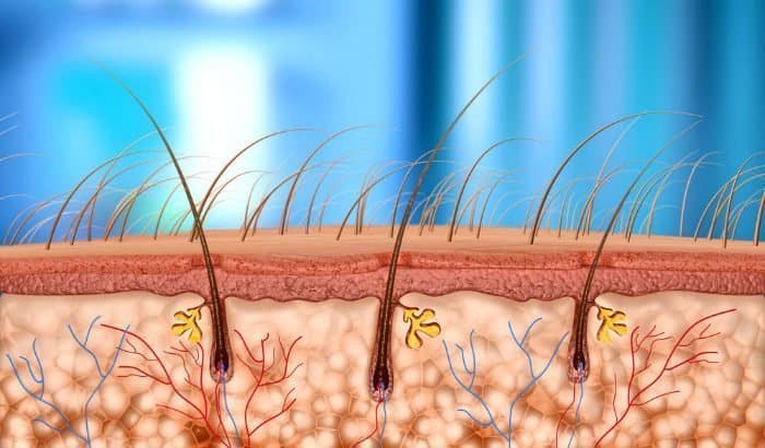 circulation of beard hairs