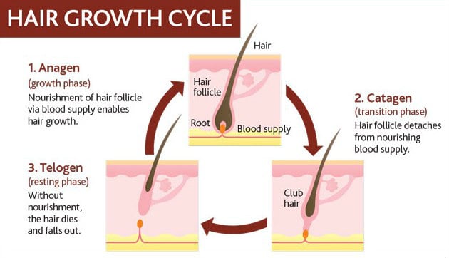 human facial hair growth cycle