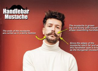 handlebar mustache anatomy