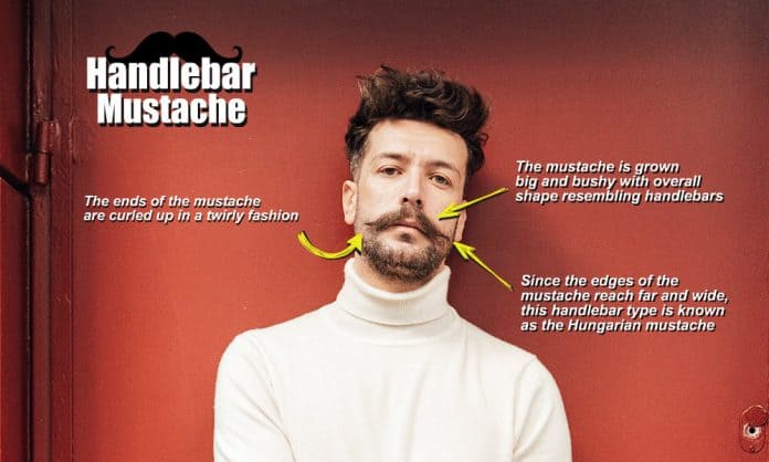 handlebar mustache anatomy