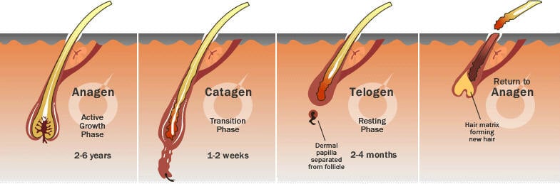 human beard growth example