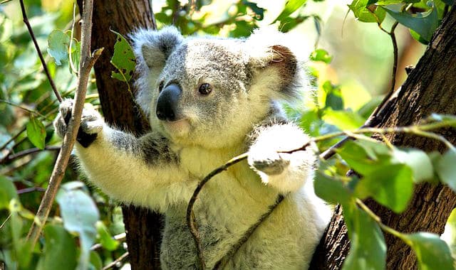 koala in eucalyptus tree