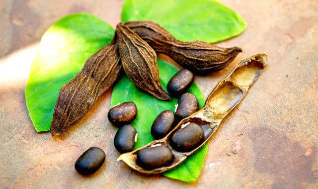 mucuna pruriens