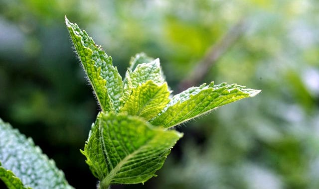 peppermint leaf