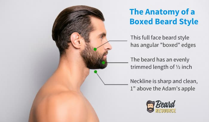 short boxed beard style anatomy