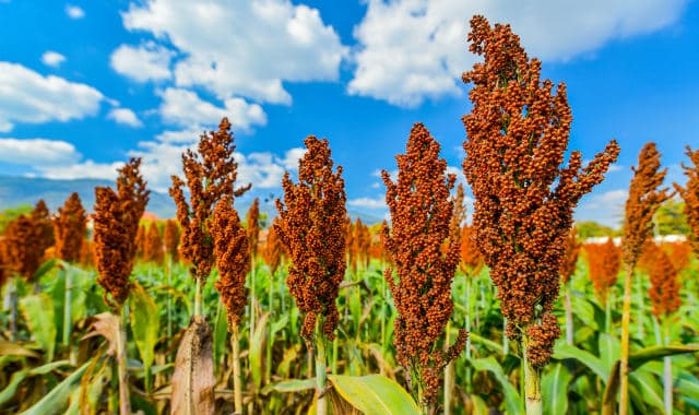 sorghum bicolor grain