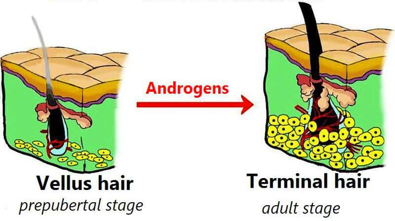 illustration of how testosterone makes facial hair thicker